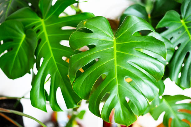 Monstera Pertusum vs Deliciosa