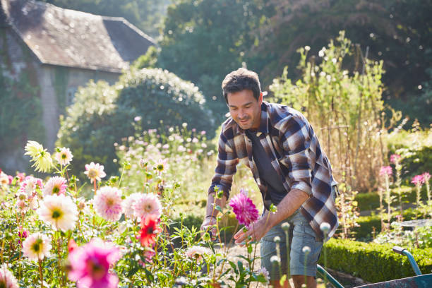 Dahlia Wanneer Planten