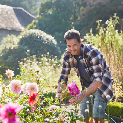 Dahlia Wanneer Planten