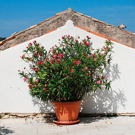 Nerium Oleander Verzorging