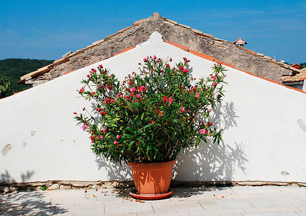 Nerium Oleander Verzorging