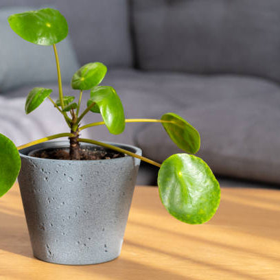 Pilea (Pannenkoekenplant) Verzorging