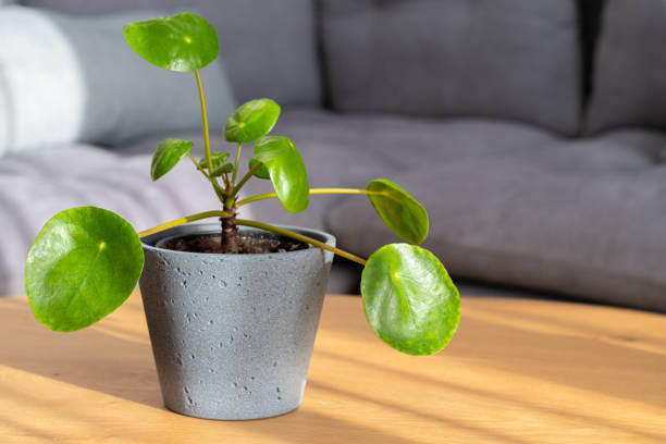 Pilea (Pannenkoekenplant) Verzorging