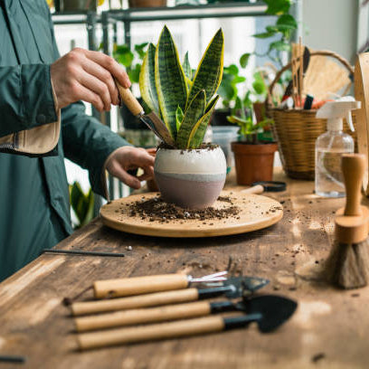 Sansevieria Stekken