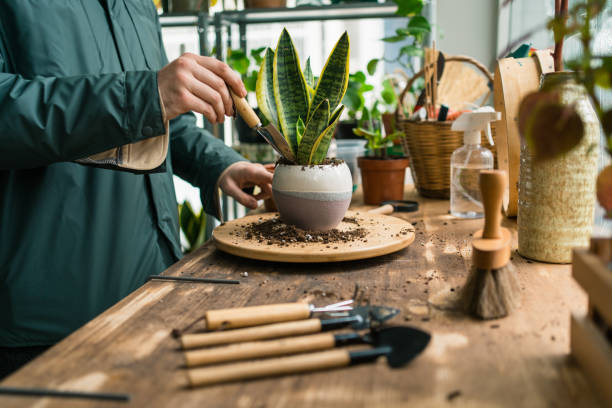 Sansevieria Stekken