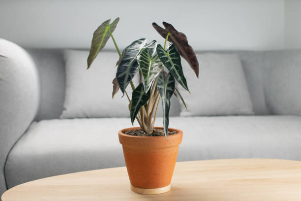 Alocasia Verzorging