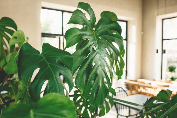 Monstera Verzorging