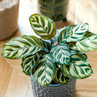 Hoe stek je een Calathea?