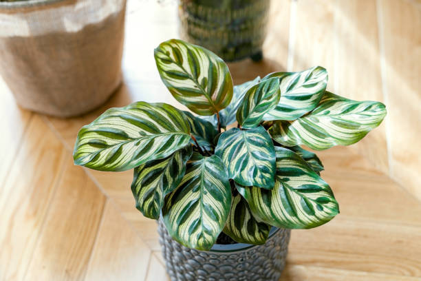 Hoe stek je een Calathea?