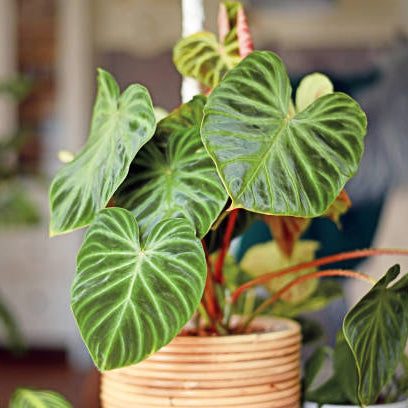 Philodendron Verzorging