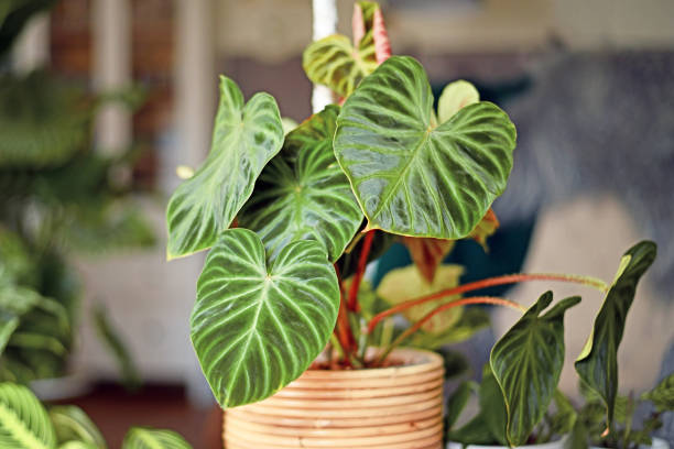 Philodendron Verzorging