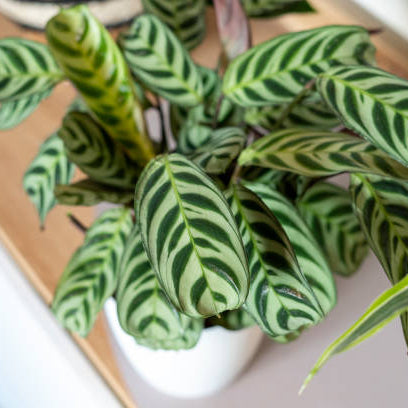 Calathea Verzorging