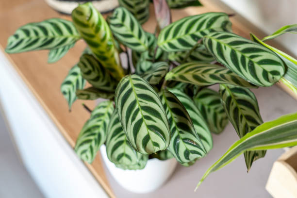 Calathea Verzorging