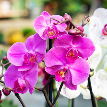 Orchidee Verzorging