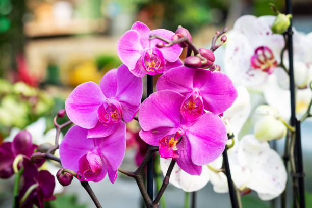 Orchidee Verzorging