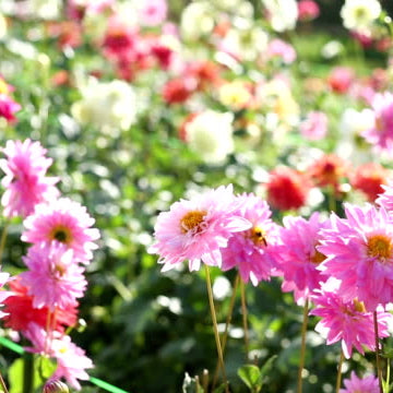 Dahlia Bollen Planten