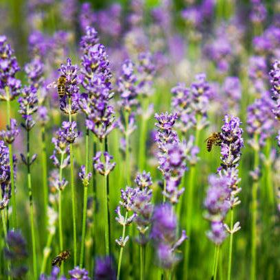 Lavendel Verzorging