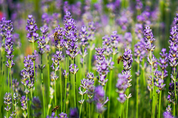 Lavendel Verzorging