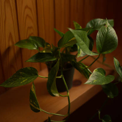 Sterke Kamerplanten Weinig Licht