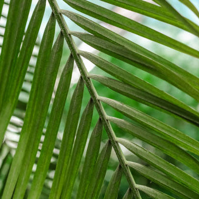 Phoenix Roebelenii (Dwergdadelpalm) Verzorging