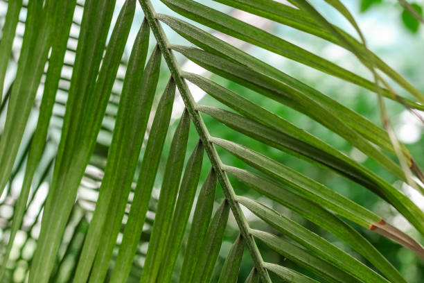 Phoenix Roebelenii (Dwergdadelpalm) Verzorging