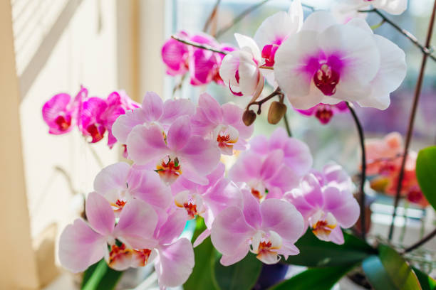 Orchidee Stekken