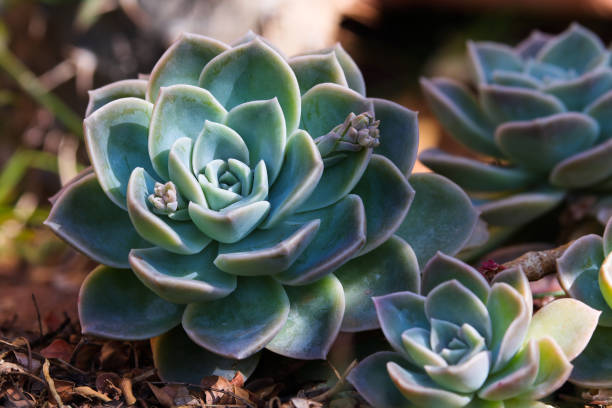 Echeveria Verzorging