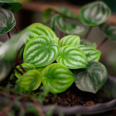 Peperomia Verzorging