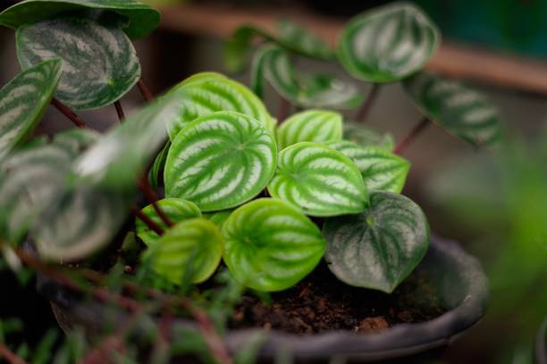 Peperomia Verzorging