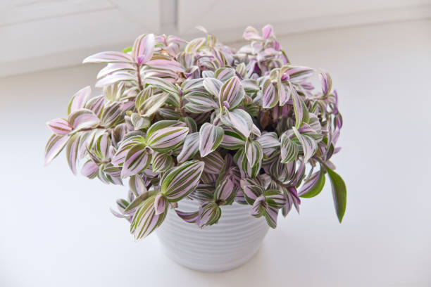 Tradescantia (Vaderplant) Verzorging