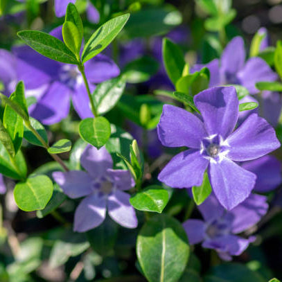 Vinca Minor (Maagdenplant) Verzorging