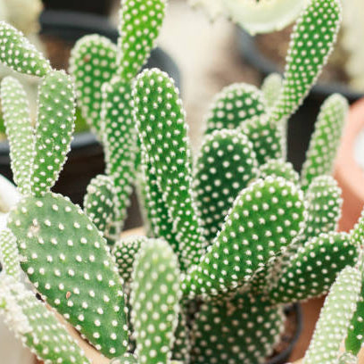 Opuntia (Schijfcactus - Vijgcactus) Verzorging