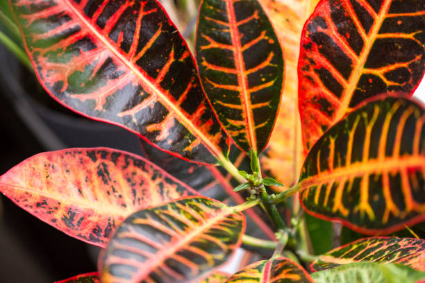 Croton (Codiaeum) Verzorging