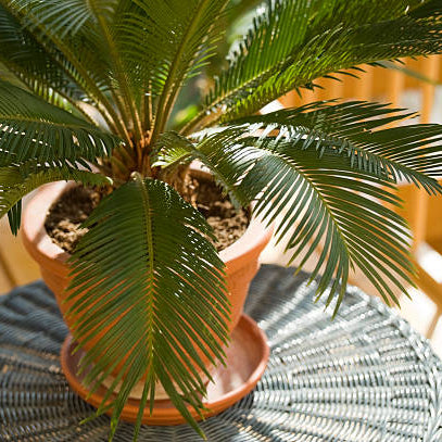 Cycas Verzorging