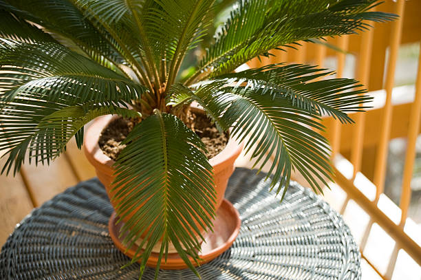 Cycas Verzorging