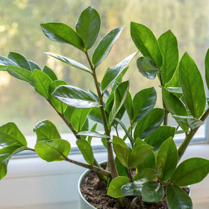 Zamioculcas Verzorging