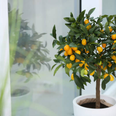 Kumquat Verzorging