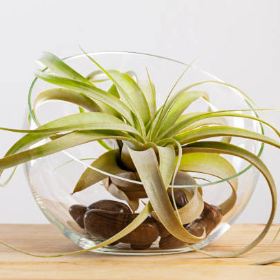 Tillandsia Verzorging