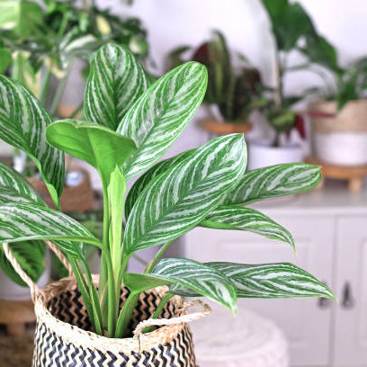 Aglaonema Verzorging