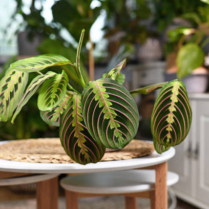 Maranta Verzorging