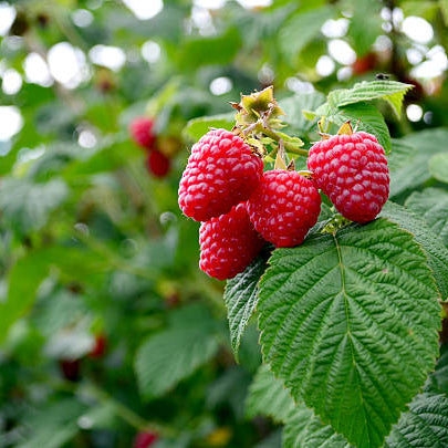 Frambozenplant Verzorging