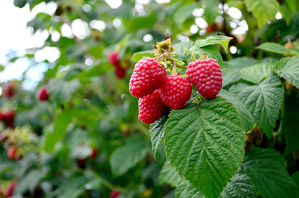 Frambozenplant Verzorging