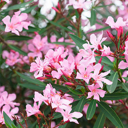 Oleander Stekken