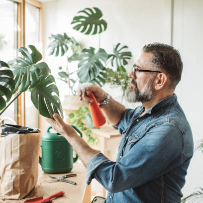 Kamerplanten; Zorgzame Tips bij Hangende Stengels