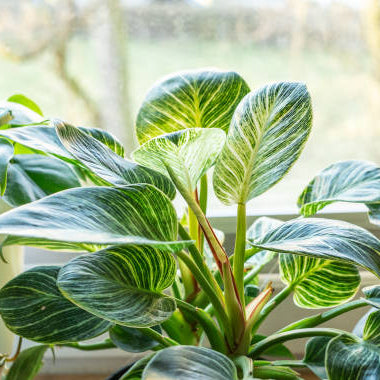 Philodendron Stekken