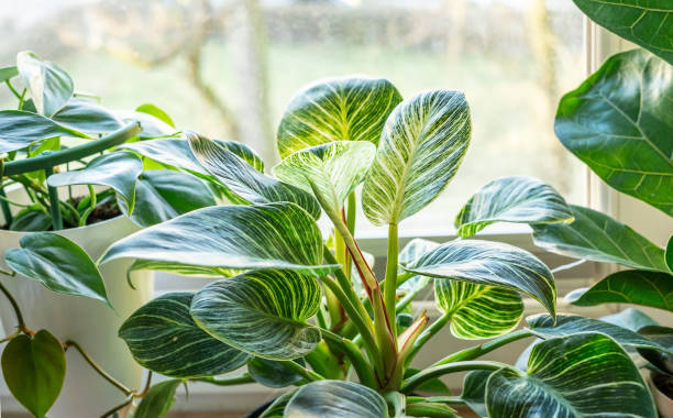 Philodendron Stekken