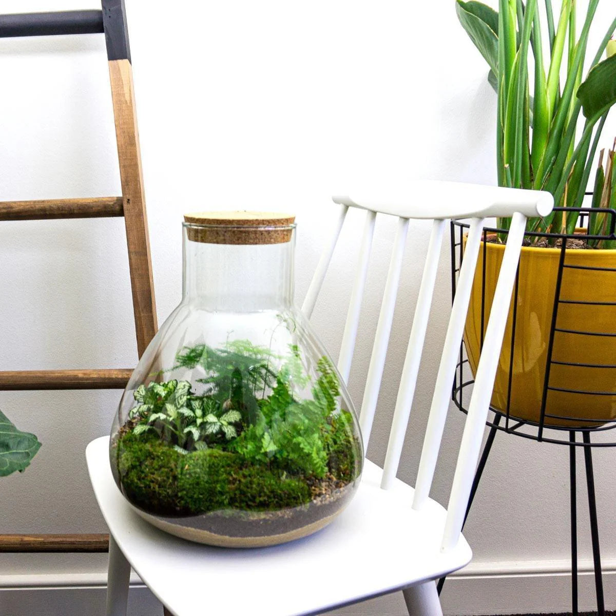 Planten Terrarium Maken