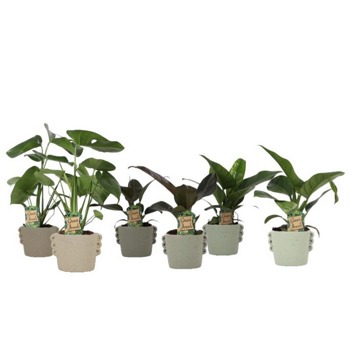 Plantenbox Tropical Mix Neutraal in Dione keramiek - Ø14cm