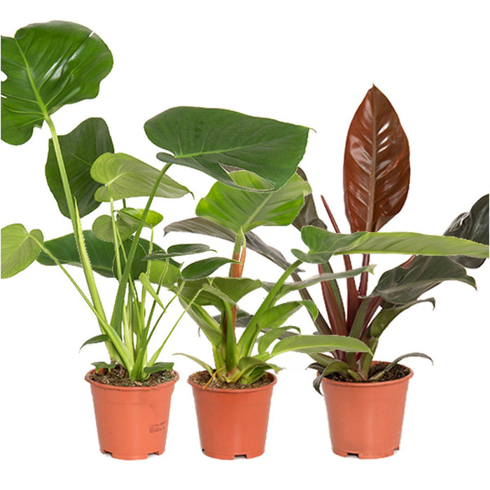 Plantenbox Tropical Mix Basic - Ø14cm