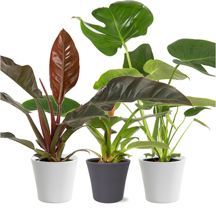 Plantenbox Tropical Mix Modern in Coco keramiek - Ø14cm